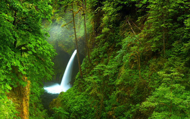 Обои картинки фото природа, водопады, сша, деревья, река, водопад, орегон, лес, ущелье