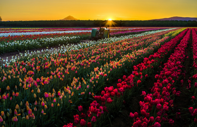 Обои картинки фото природа, поля, солнце, закат, трактор, цветы, сша, поле, тюльпаны