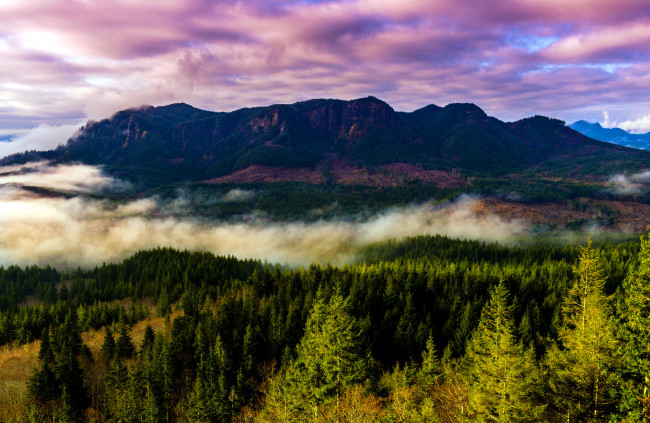 Обои картинки фото природа, горы, пейзаж, деревья, лес, туман, штат, орегон, сша