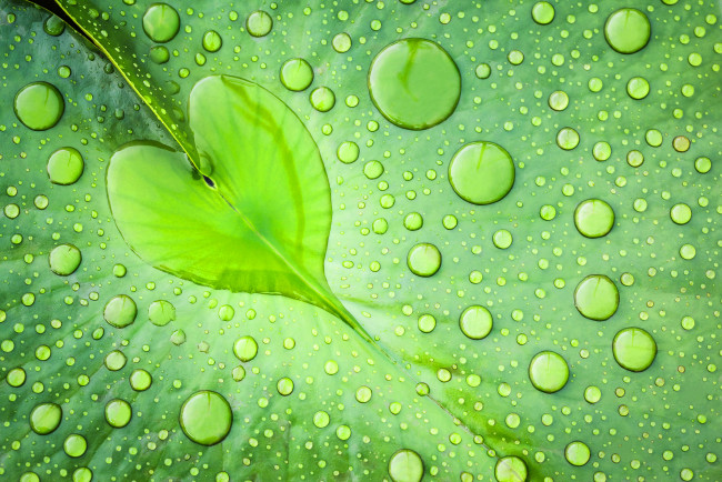 Обои картинки фото природа, макро, лист, зеленый, капли, вода