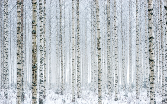 Обои картинки фото природа, лес, берёзы, снег, зима