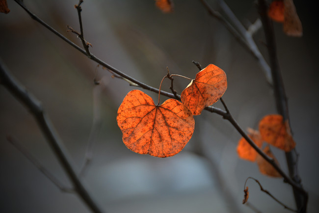 Обои картинки фото природа, листья, осень, фон, ветка