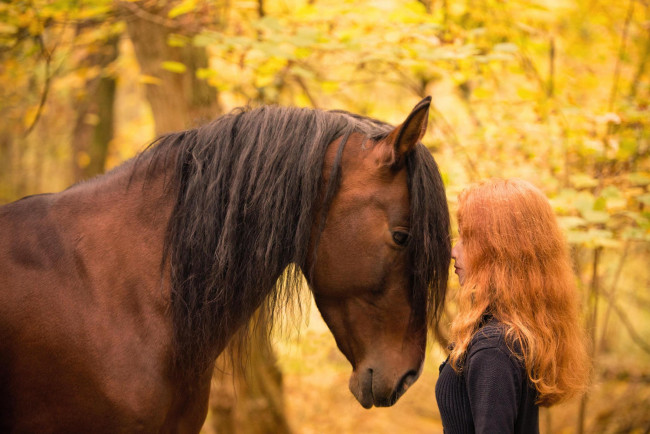 Обои картинки фото девушки, -unsort , рыжеволосые и другие, рыжая, лошадь