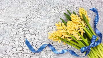 Картинка цветы гиацинты лента