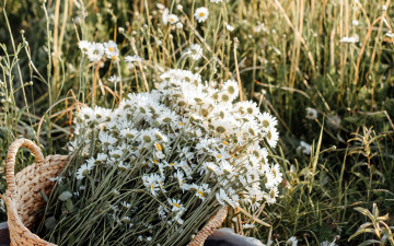 Картинка цветы ромашки корзинка полевые
