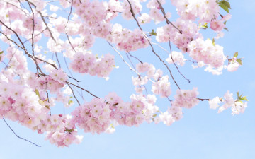 обоя цветы, сакура,  вишня