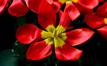 Картинка цветы тюльпаны макро