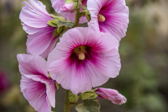 Картинка цветы мальвы розовая мальва макро