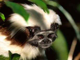 Картинка cotton top tamarin животные обезьяны