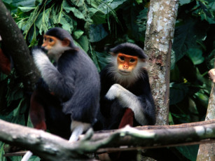 Картинка getting the gossip red shanked douc langur monkey животные обезьяны