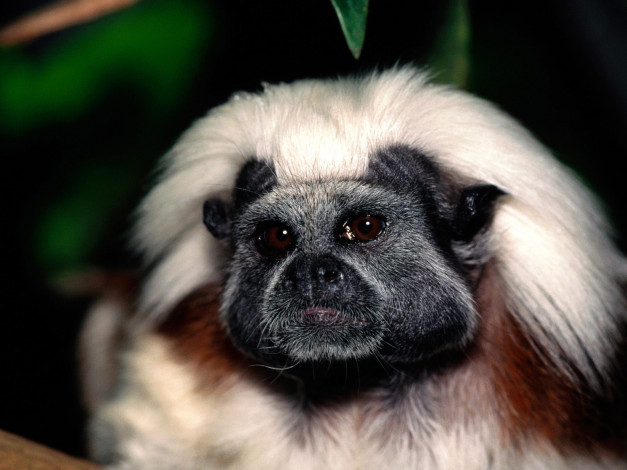 Обои картинки фото face, only, mom, could, love, cotton, top, tamarin, животные, обезьяны