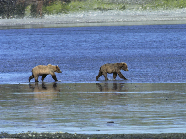 Обои картинки фото roaming, the, wild, grizzly, bears, животные, медведи