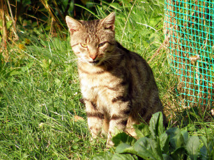 Картинка животные коты