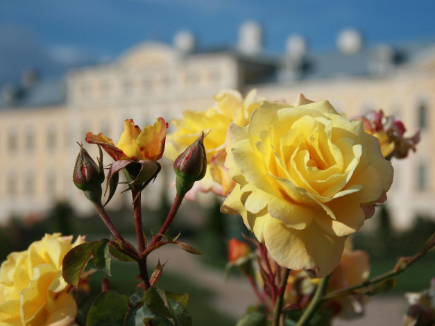 Обои картинки фото розы, рундальском, парке, латвия, цветы