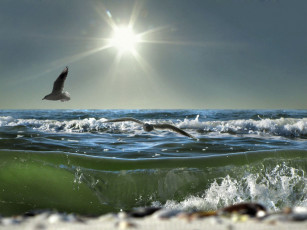 Картинка природа моря океаны чайки