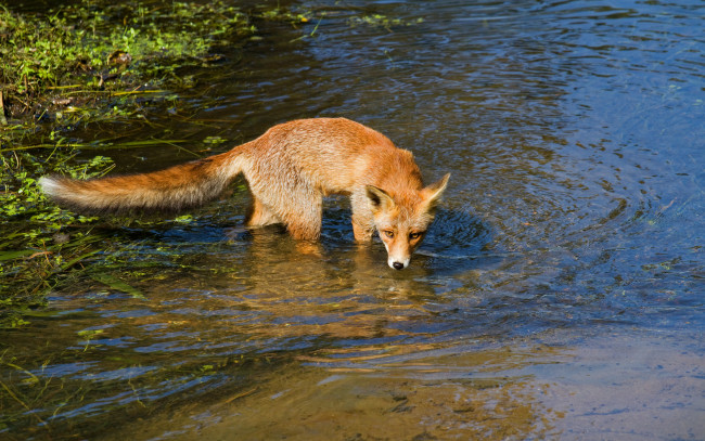 Обои картинки фото животные, лисы, вода, рыжая, зверь