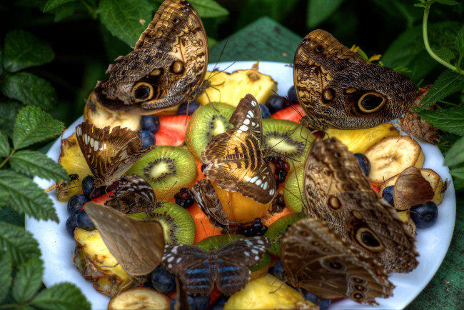 Обои картинки фото животные, бабочки, фрукты