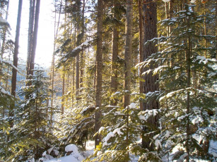 Картинка природа лес снег деревья
