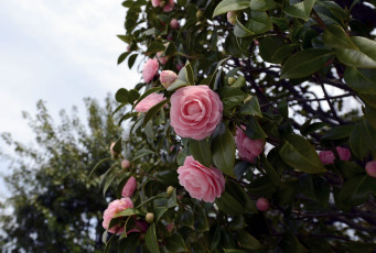 Картинка цветы камелии розовый лепестки