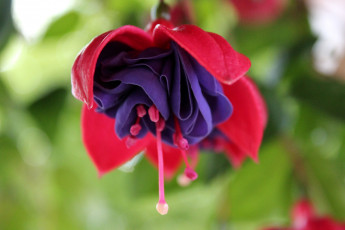 Картинка цветы фуксия лиловый красный