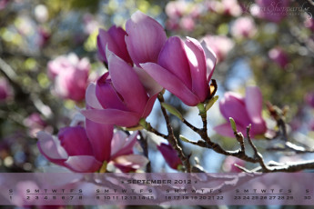 Картинка календари цветы цветение магнолия