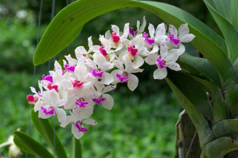 Картинка цветы орхидеи экзотика ветка