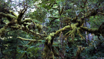 Картинка jungle природа лес лианы деревья ветки джунгли