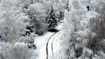 Картинка природа зима лес деревья снег