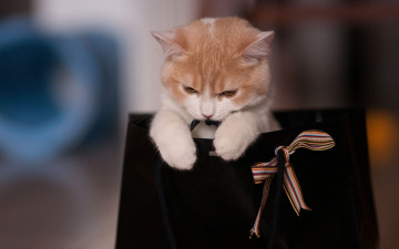 Картинка животные коты игра лента кошка пакет сумка