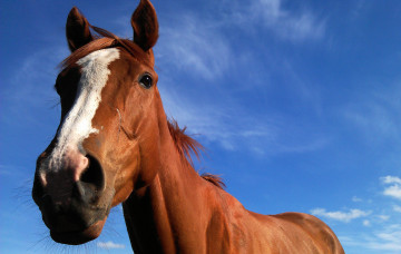 Картинка животные лошади лошадь небо