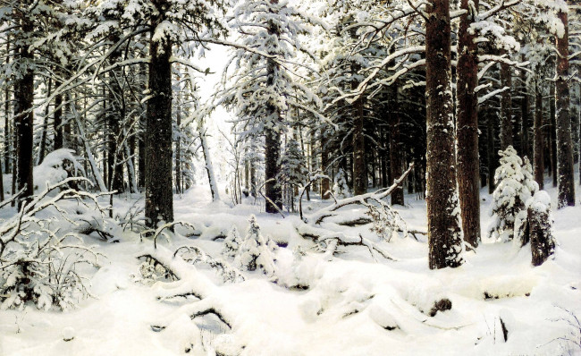 Обои картинки фото природа, зима, лес, деревья, снег