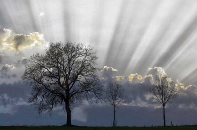 Обои картинки фото природа, деревья, небо, тучи, лучи