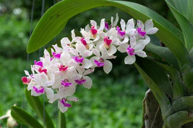 Обои картинки фото цветы, орхидеи, экзотика, ветка