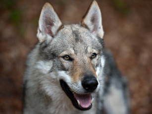 Картинка животные волки собака волк метис чехословацкий волчак