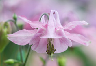 Картинка цветы аквилегия водосбор розовый нежность
