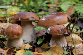 Картинка природа грибы квартет семейка боровики
