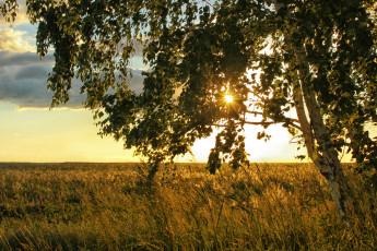 Картинка природа деревья береза поле солнце