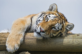 Картинка животные тигры лень