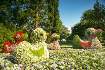 Картинка германия констанц природа парк цветы