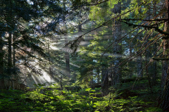 Картинка природа лес деревья чаща лучи