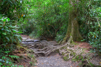 Картинка природа дороги лес стволы тропинка листва корни