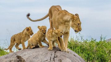 обоя животные, львы, мама, дети, семья