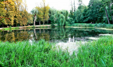 Картинка природа реки озера заросли трава озеро лес