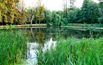Картинка природа реки озера озеро трава заросли лес