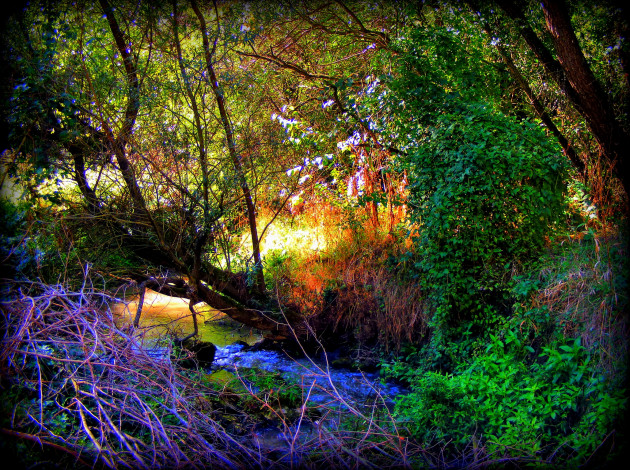 Обои картинки фото болгария, руза, природа, лес, река