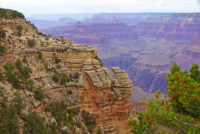 Обои картинки фото grand, canyon, парк, сша, природа, горы, растения