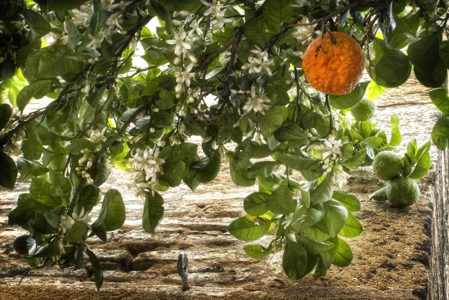 Обои картинки фото природа, плоды, цветение, мандарин