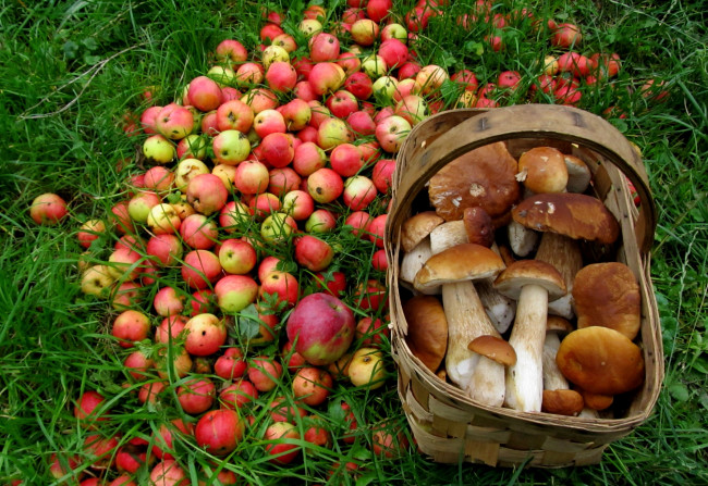 Обои картинки фото еда, разное, яблоки, грибы