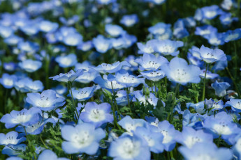 Картинка цветы немофилы +вероники листья цветение лепестки голубая вероника