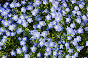 Картинка цветы немофилы +вероники цветение лепестки листья голубая вероника